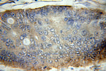 Syntaxin 16 Antibody in Immunohistochemistry (Paraffin) (IHC (P))