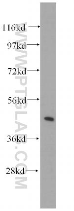 Syntaxin 16 Antibody in Western Blot (WB)