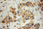 Actopaxin Antibody in Immunohistochemistry (Paraffin) (IHC (P))