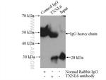 TXNL6 Antibody in Immunoprecipitation (IP)