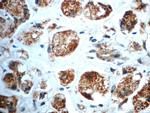 TXNL6 Antibody in Immunohistochemistry (Paraffin) (IHC (P))