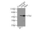 ENO1 Antibody in Immunoprecipitation (IP)