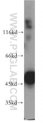 ENO1 Antibody in Western Blot (WB)