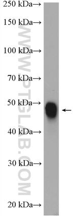 ENO1 Antibody in Western Blot (WB)