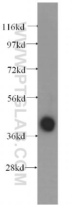 ALDOA Antibody in Western Blot (WB)