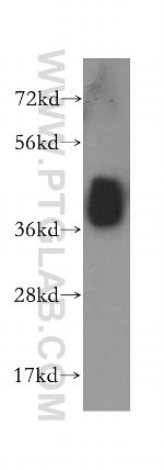 ALDOA Antibody in Western Blot (WB)