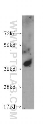ALDOA Antibody in Western Blot (WB)
