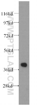 ALDOA Antibody in Western Blot (WB)