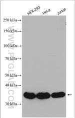 ALDOA Antibody in Western Blot (WB)