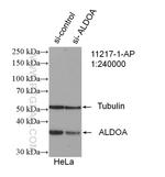 ALDOA Antibody in Western Blot (WB)