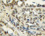 TCEAL7 Antibody in Immunohistochemistry (Paraffin) (IHC (P))