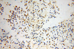 TCEAL7 Antibody in Immunohistochemistry (Paraffin) (IHC (P))