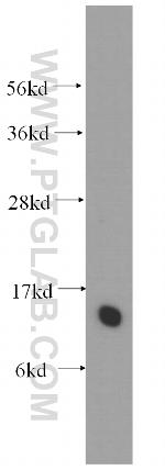 TCEAL7 Antibody in Western Blot (WB)