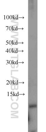 TCEAL7 Antibody in Western Blot (WB)