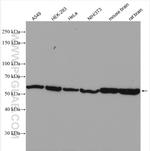 alpha Tubulin Antibody in Western Blot (WB)