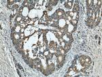 alpha Tubulin Antibody in Immunohistochemistry (Paraffin) (IHC (P))