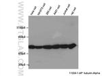 alpha Tubulin Antibody in Western Blot (WB)