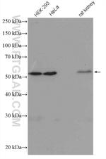 alpha Tubulin Antibody in Western Blot (WB)