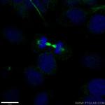 alpha Tubulin Antibody in Immunocytochemistry (ICC/IF)