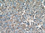 alpha Tubulin Antibody in Immunohistochemistry (Paraffin) (IHC (P))