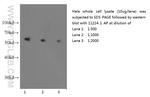 alpha Tubulin Antibody in Western Blot (WB)