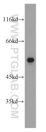 alpha Tubulin Antibody in Western Blot (WB)