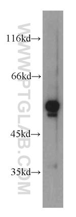 alpha Tubulin Antibody in Western Blot (WB)