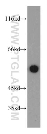 alpha Tubulin Antibody in Western Blot (WB)