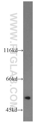 alpha Tubulin Antibody in Western Blot (WB)