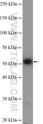 alpha Tubulin Antibody in Western Blot (WB)