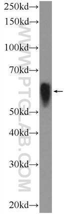 alpha Tubulin Antibody in Western Blot (WB)