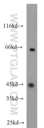 gamma Actin Antibody in Western Blot (WB)