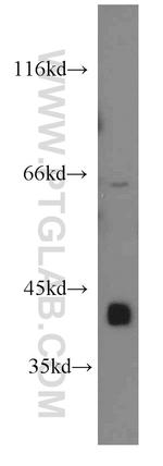 gamma Actin Antibody in Western Blot (WB)