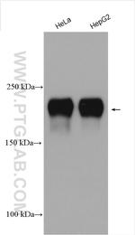 MAP4 Antibody in Western Blot (WB)