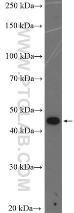 Casein Kinase 1 epsilon Antibody in Western Blot (WB)