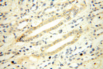 Casein Kinase 1 epsilon Antibody in Immunohistochemistry (Paraffin) (IHC (P))