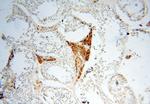 Casein Kinase 1 epsilon Antibody in Immunohistochemistry (Paraffin) (IHC (P))