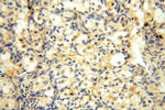 Casein Kinase 1 epsilon Antibody in Immunohistochemistry (Paraffin) (IHC (P))