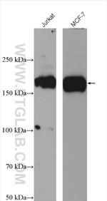 SETDB1 Antibody in Western Blot (WB)