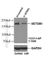 SETDB1 Antibody in Western Blot (WB)