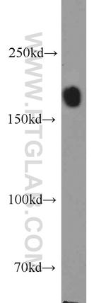 SETDB1 Antibody in Western Blot (WB)