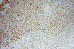 EIF2A Antibody in Immunohistochemistry (Paraffin) (IHC (P))