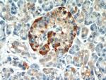 EIF2A Antibody in Immunohistochemistry (Paraffin) (IHC (P))