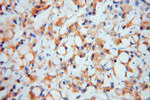 EIF2A Antibody in Immunohistochemistry (Paraffin) (IHC (P))