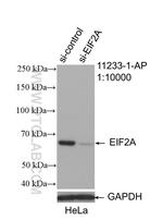 EIF2A Antibody in Western Blot (WB)