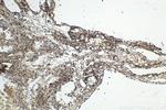 FGF-2 Antibody in Immunohistochemistry (Paraffin) (IHC (P))