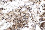 FGF-2 Antibody in Immunohistochemistry (Paraffin) (IHC (P))