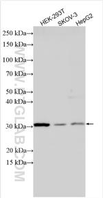 FGF-2 Antibody in Western Blot (WB)