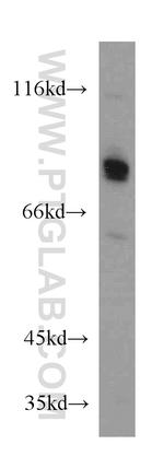 CREB3L1/OASIS Antibody in Western Blot (WB)