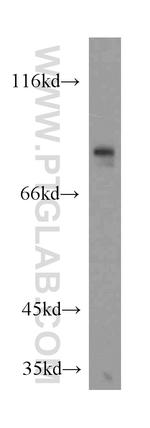 CREB3L1/OASIS Antibody in Western Blot (WB)